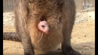 Baby Wallaby Hides From Violent Father | Kritter Klub