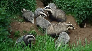 New Forest Explorers Guide - Six badger cubs play as two adults look on