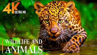 Explore Global Wildlife 4K |🌿Relaxing Movie Beautiful Scenery - soothing relaxing music