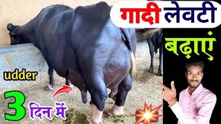 3 दिन में गाय भैंस कि गादी-लेवटी बढ़ाएं👍Bhains Ka Udder Uaise Badhaye👌लेवटी बढ़ाने का फार्मूला✌️