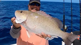 BIG Mangrove snapper, Red snapper, and Red grouper- 35 miles OFFSHORE TAMPA BAY