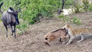 Battle Between Leopard & Wildebeest Mother over Calf