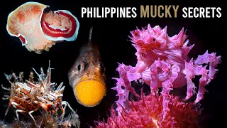BEST MUCK DIVING IN THE WORLD - Dauin Philippines