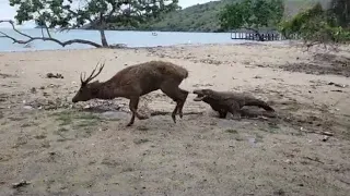 Komodo dragon run after the Deer till the beach