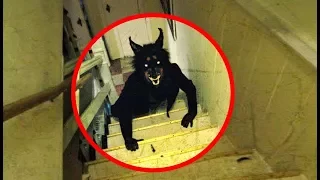 5 Real Life Werewolves Caught On Camera