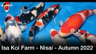 Isa Koi Farm - Nisai Harvest!