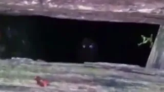 Mysterious creature caught down a water well