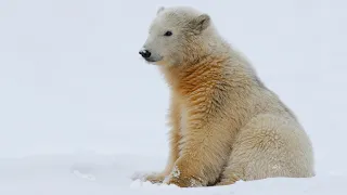 Картинка животное. Снег, зима, белый медведь, медвежонок, медведь.