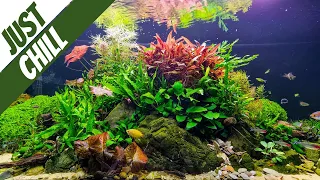 240 litre aquascape with relaxation music | 2 hour cinematic