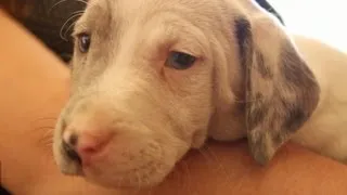 Cuddle With A Catahoula Leopard Puppy