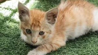 ginger kitty rescue | will the Maine Coon & stray kitten be friends? their first meeting #viral