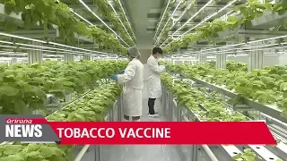 Korean researchers mass produce swine flu vaccine using tobacco leaves