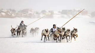 Любимый праздник северян. Состязания оленеводов | Северный колорит