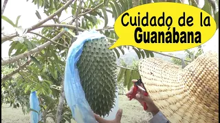 Secretos del Cultivo de la Guanábana: Un viaje a la finca de Maravillas y Naturales