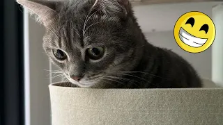 Funny Animals videos 2023 - Funniest Cats and Dogs 2023 - Try not lough