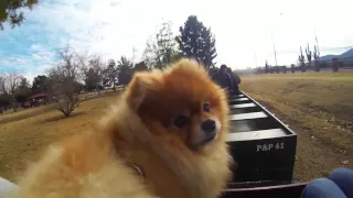 Dog loves train rides