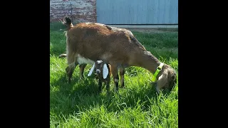 Keepin it Dutch made me do it! | Baby goats play outside