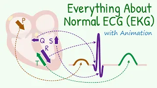 From Basics of 12 Lead ECG to How Waves are Produced: Everything about Normal Electrocardiogram