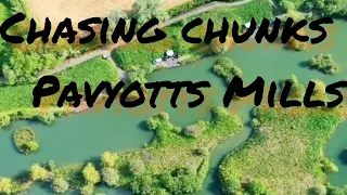 Chasing Chunks At Pavyotts Mills. @pavyottsmillfishery1136