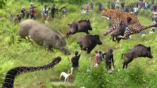 Riot! Stupid Leopard Lost Into Wild Boar Hunting Village Had To Suffer The Wrath Of The Villagers