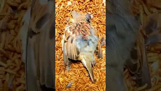 Mealworms eating a bird #shorts #short #bird