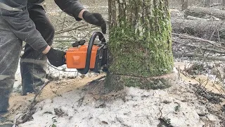 Валка дуба бензопилой Stihl MS 180