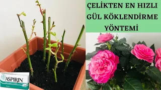 How to root a rose from steel / / Rose reproduction / Easy rose propagation with aspirin, honey /