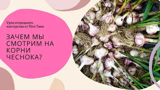 485. Как посадить зимний чеснок весной? Продолжение темы...