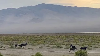 Alkali Flat Hot Spring, NV. Wild Donkeys