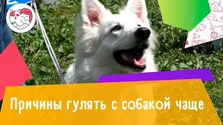 5 причин гулять с собакой чаще