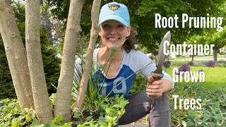 Root Pruning My Container-Grown Brugmansia | Here She Grows
