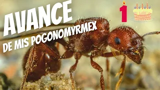 🔸Asi están mis HORMIGAS COSECHADORAS en un año. Las queridas pogonomyrmex barbatus 😍