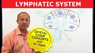 Introduction to Lymphatic System | Lymph Nodes