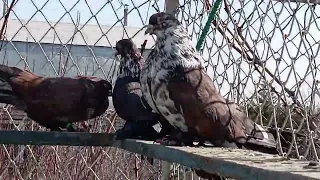 Мелитопольские голуби. Главное любить и …
