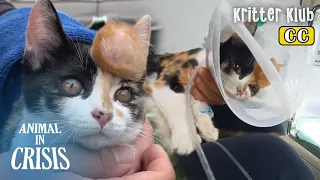 Rememebr The Cat With A Big Lump On The Head? Here's An Update l Animal in Crisis Ep 356