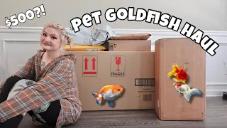 HUGE GOLDFISH HAUL🐠🎏