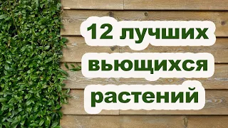 Растения для вертикального озеленения сада [ Живая изгородь ]