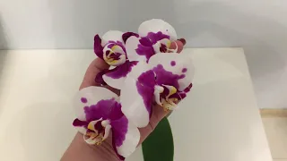 Ожидание и реальность.  Phal  W 29.