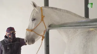 Caballos de Pura Raza y la peregrinación a la Meca