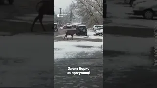 Олень Борис вийшов на прогулянку по селищу Зарічне на Рівненщині