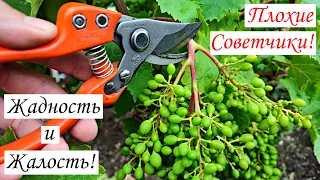 ЖАДНОСТЬ и ЖАЛОСТЬ Плохие Советчики! НОРМИРОВКА Винограда ГРОЗДЯМИ!