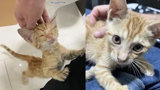 A man found a kitten inside a bus but didn't know that the kitten was about to change his life