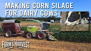 Making Corn Silage for Dairy Cows | Maryland Farm & Harvest