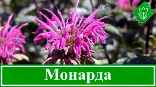 🌸 Цветок монарда – посадка и уход в открытом грунте, виды и сорта монарды