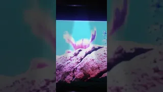 Crab rave remix