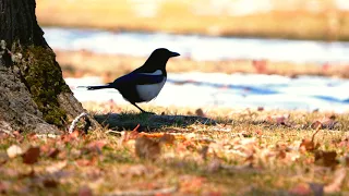 Magpie Missing One Foot - Panasonic G9 - 100-400mm