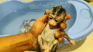 Newborn Baby Monkey Chika preparation to pick up grandma (CHIRO #061)