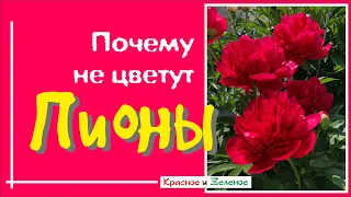 Почему не цветут пионы? 9 главных причин и что делать