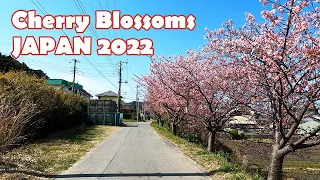 Japan Drive 2022 Cherry Blossoms 4K - Driving thru Kyonan Town, Chiba Prefecture (March 4th)