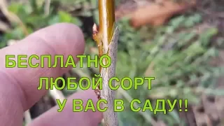 Улучшеная  копулировка для весны!